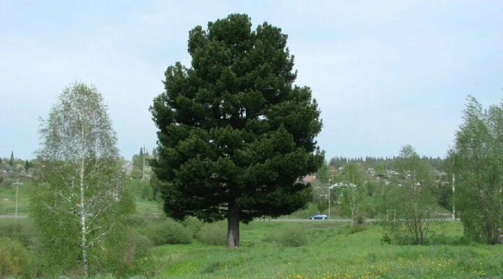 Кузбассовцев приглашают проголосовать за кедр-старожил из Березовского