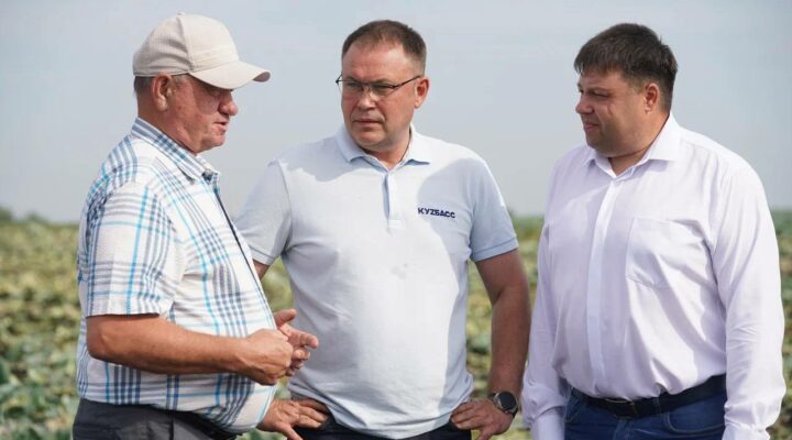 Сельхозпредприятие в Кемеровском округе начало собирать ранний урожай овощей  