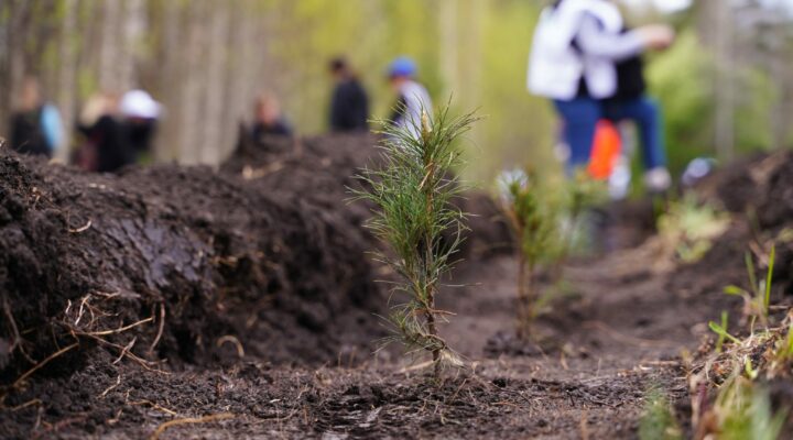 В Кузбассе полностью выполнили план по восстановлению лесов