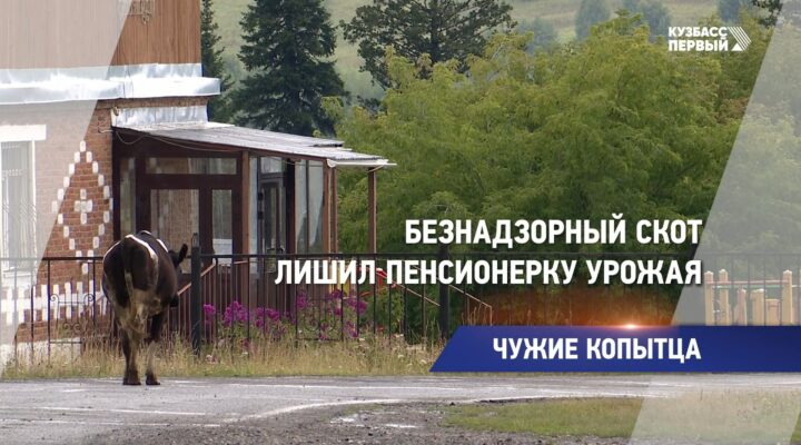 Безнадзорный скот лишил пенсионерку урожая