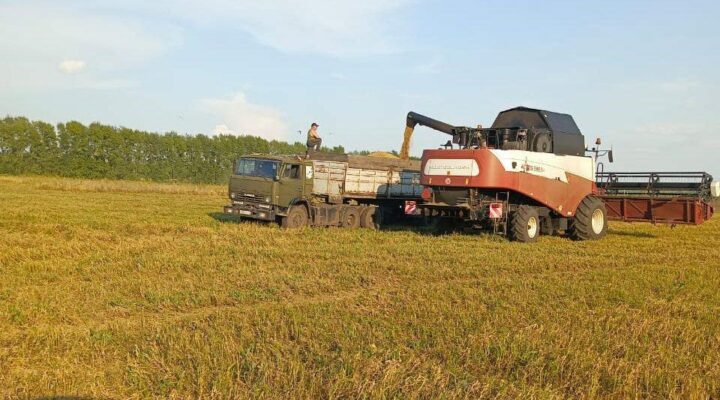 В Кузбассе выросла урожайность зерновых и зернобобовых культур