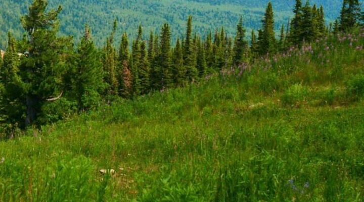 За последние трое суток в лесах Кузбасса заблудились 25 человек
